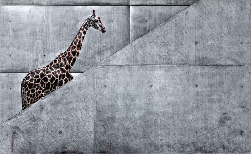 vertebrate, architecture, built structure, outdoors, wall, Giraffe, Funny, Climbing, animal themes, Stairs, pattern, animals in the wild, nature, animal neck