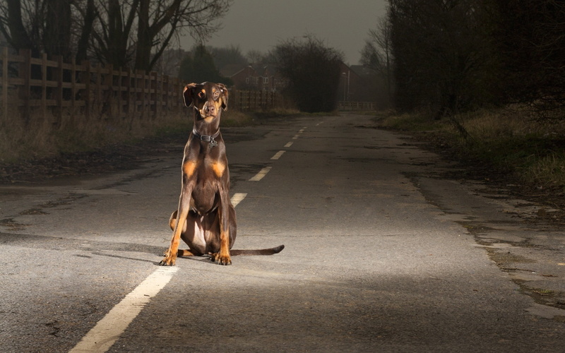 one Animal, outdoors, sitting, night, mammal, no People, nature, alertness, canine, pinscher, the way forward, evening, plant, rust, running, looking, black