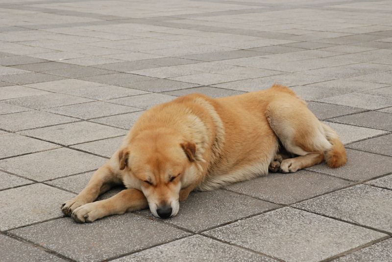 animal portraits, animal, relaxation, footpath, puppy, stray dog, mammal, street, vertebrate, sidewalk, 4K, paving stone, lying down, resting, high angle view