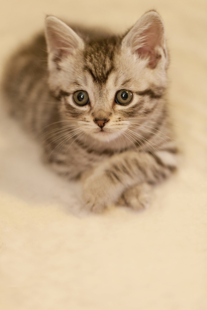 kitten, 2K, silver, close-up, animal eye, indoors, mammal, maine coon cat, look forward to, looking at camera, vertebrate, leisure, one animal, tabby