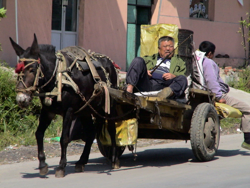real people, rest, sitting, live, riding, happy, donkey carts, person, 1080P, companions, drive, lianoning, working day, china, mode of transportation