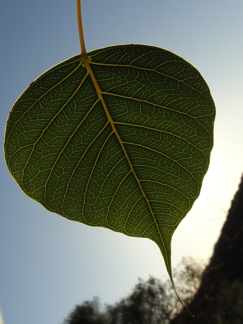 leaf, sacred fig leaf, tree, close-up, green, focus on foreground, green leaf, day, outdoors, leaves, fragility, low angle view, vulnerability, beauty in nature