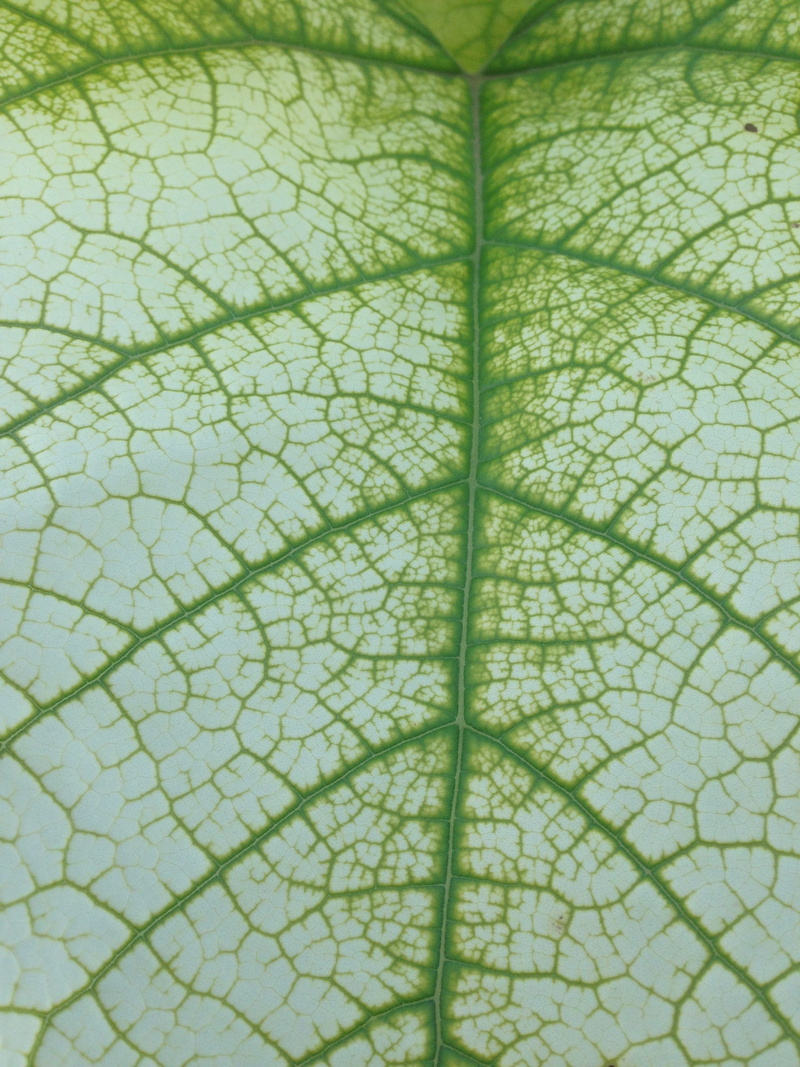 pattern, food, nature, vegetation, abstract backgrounds, capillary, leaf vein, day, plant part, chlorophyll, close-up, textured, green color, backgrounds