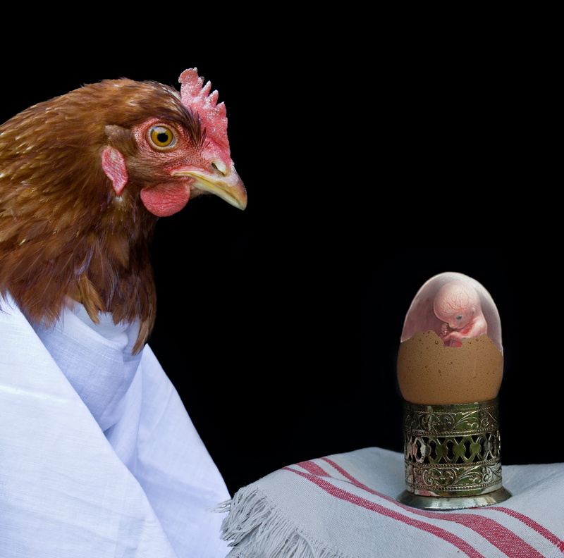 story, still life, focus on foreground, close-up, black background, bird, vertebrate, mammal, mystic, meditation, 4K, no people, nature, dilemma, hen