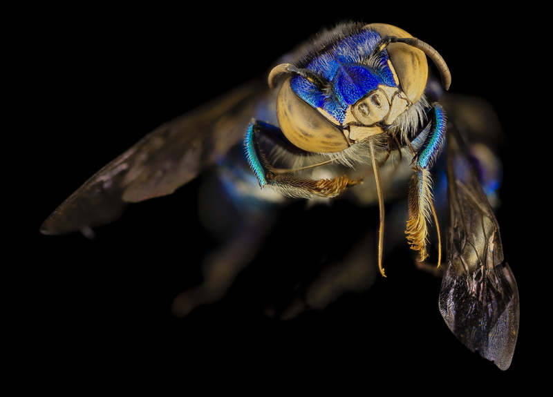 Euglossini bees, eyes, Euglossa dilemma, wings, bee, flying, Euglossini tribe, bee orchids, subfamily Apinae, head, corbiculate group, macro, 4K, background