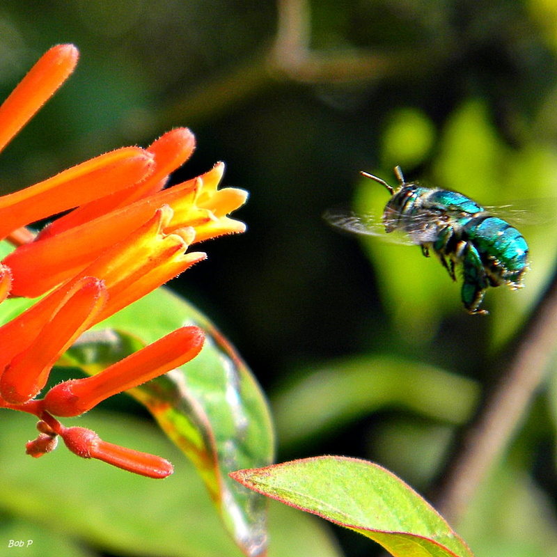 Apidae, wildlife, close-up, bees, closeup photography, red, Green, NGC, 480P, Palm Beach County  Florida, binomial, Frenchmans Forest Natural Area, euglossa