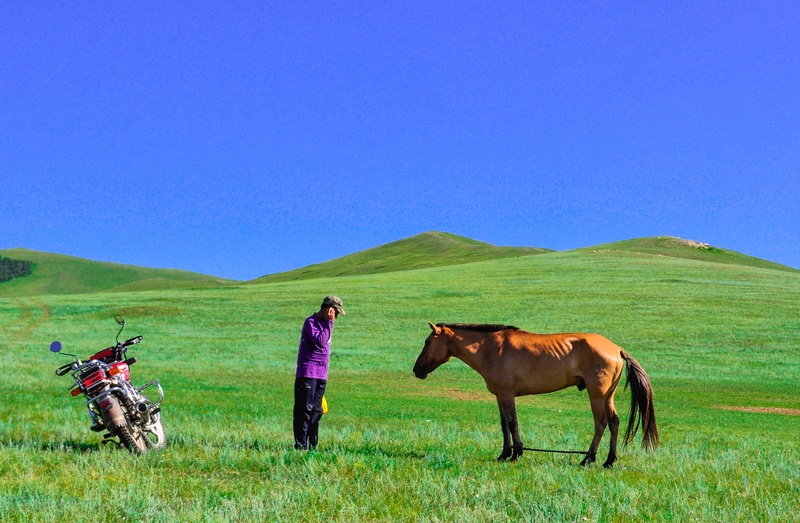 mammal, clear sky, land, horse, green, domestic animals, real people, field, blue, bike, pony, vertebrate, nature, one animal, steppes, one person, 2K