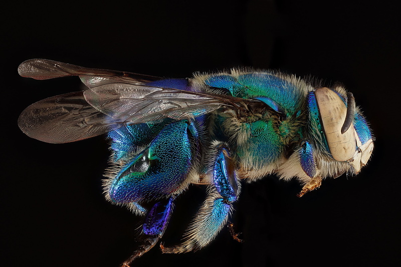 wildlife, peacock, black background, orchid bee, vertebrate, s, indoors, animal eye, dilemma bee, animal themes, zoology, geological survey, animal, invertebrate