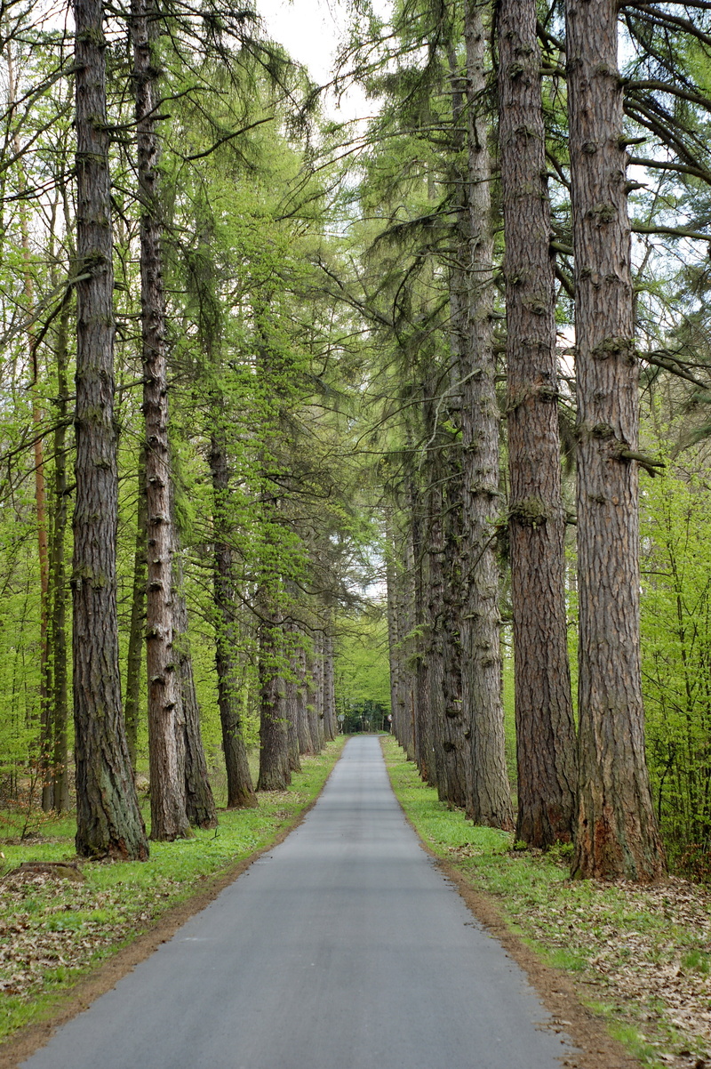 day, beauty in nature, trees, long, straight, green color, no people, travel, daytime, spring, tranquility, road, growth, drive, nature, trunk, plant, asphalt