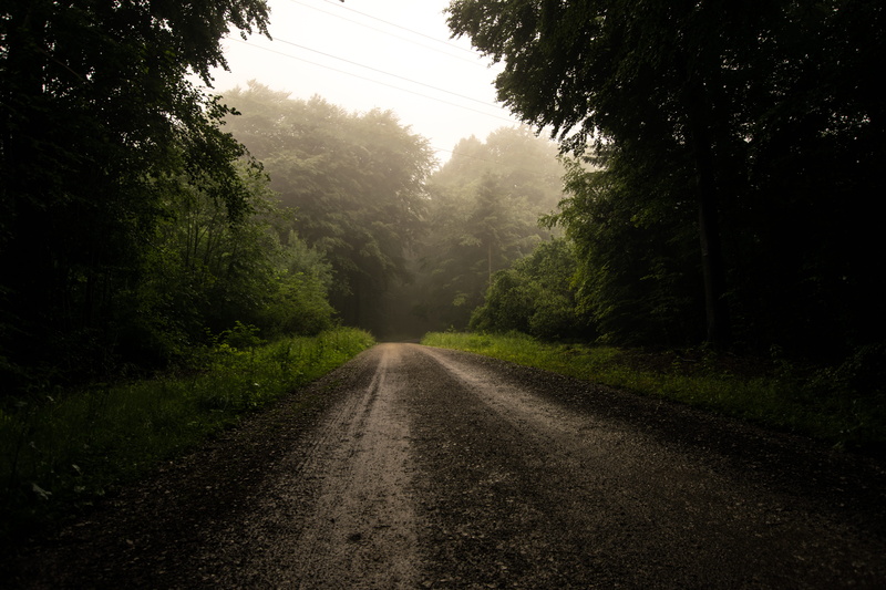 sky, forest, plant, day, morning, 5K, fog, the way forward, foggy, land, mist, dirt road, diminishing perspective, gravel, tranquil scene, outdoors, no people