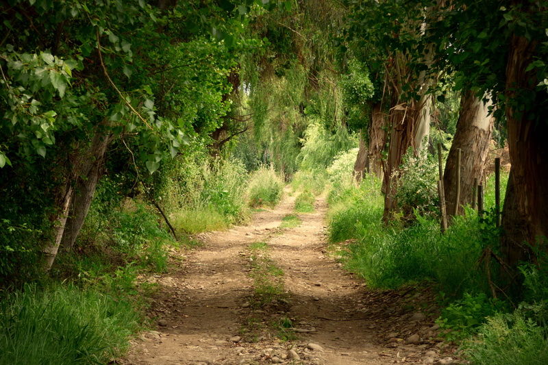 diminishing perspective, 4K, dirt, plant, forest, tranquility, beauty in nature, land, nature, trail, pathway, tranquil scene, landscape, non-urban scene