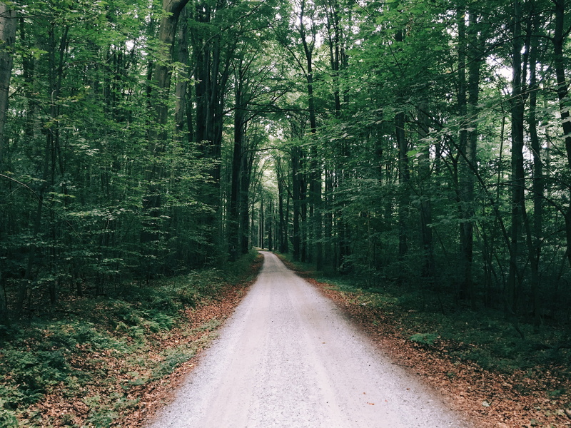 the way forward, long, leaves, land, forest, tree, tree trunk, fall, green, no people, green color, transportation, diminishing perspective, plant, growth