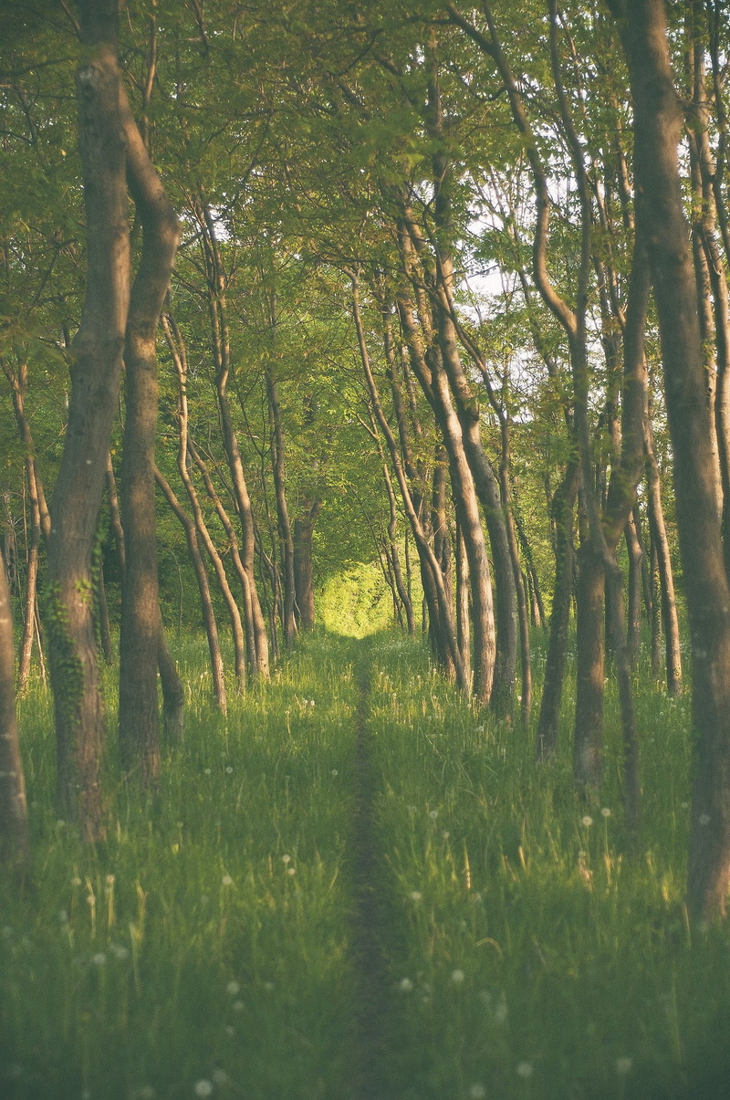 plant, leaf, outdoors, sunlight, summer, pathway, narrow, tree, grass, growth, 1080P, trees, scenics - nature, nature, tranquility, tree trunk, field