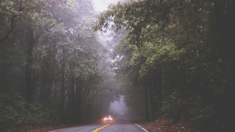 driving, white, road, the way forward, nature, scenics - nature, mist, daytime, scenics, tranquility, plant, black, headlight, headlights, direction, beauty in nature