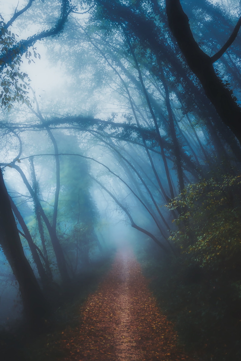 trees, road, diminishing perspective, tranquil scene, outdoors, fog, daytime, tranquility, footpath, path, no people, day, hdr, the way forward, sunrise