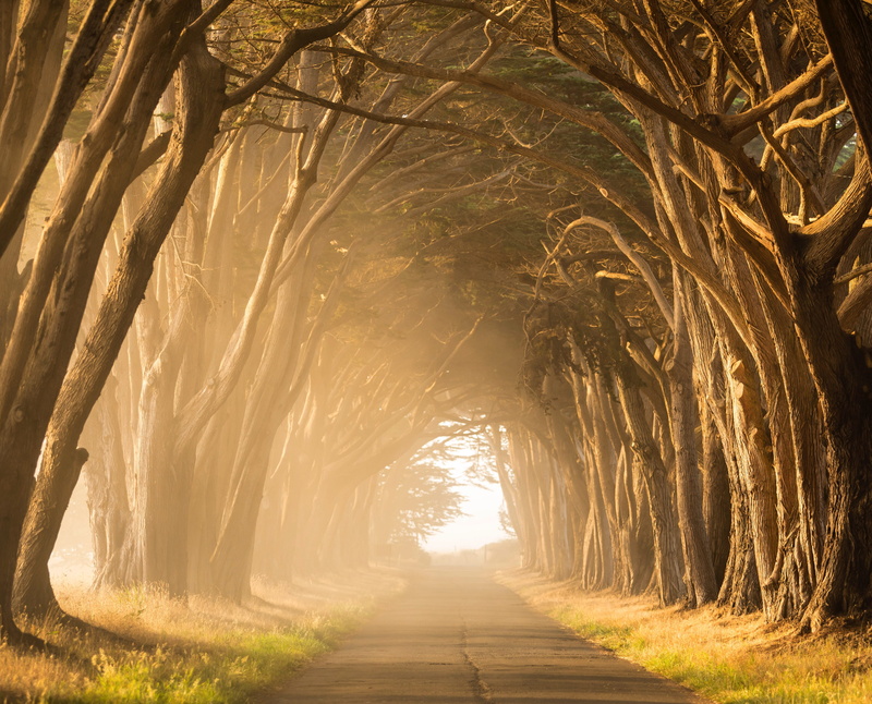 non-urban scene, lane, transportation, golden, beauty in nature, empty, concrete, nature, gray, path, tree canopy, footpath, growth, pathway, outdoors