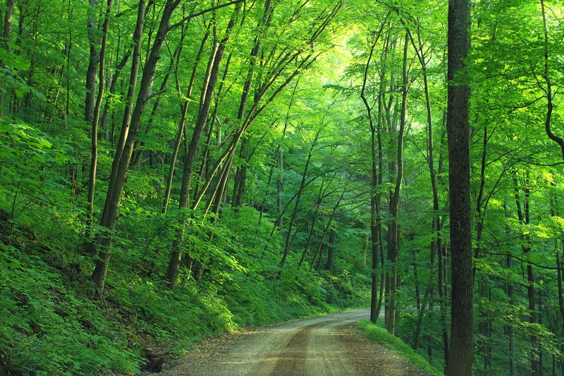 tranquil scene, woodland, park, bamboo - plant, tree trunks, grass, dirt road, transportation, landscape, diminishing perspective, beauty in nature, roadway