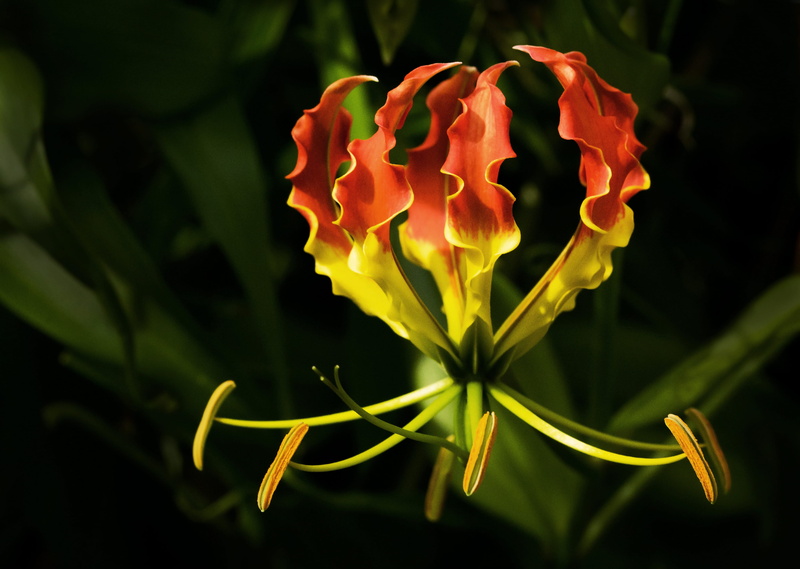 vulnerability, growth, zimbabwe, australia, freshness, inflorescence, flower head, flowering plant, david clode, fragility, orange, nature, leaf, plant part
