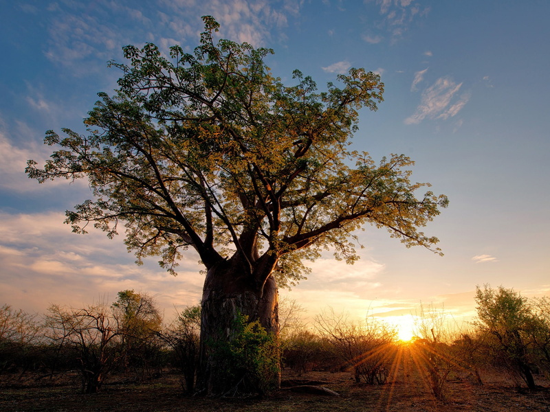 Africa, Sunset, 1080P, Zimbabwe, Shrubs, Savanna, Landscape, Baobab, Nature, Rays