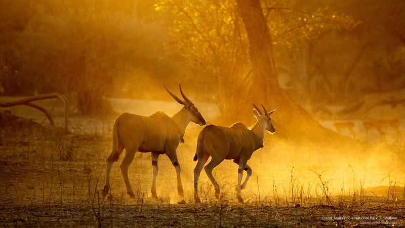 park, eland, national, Animals, zimbabwe, pools, mana, 2K