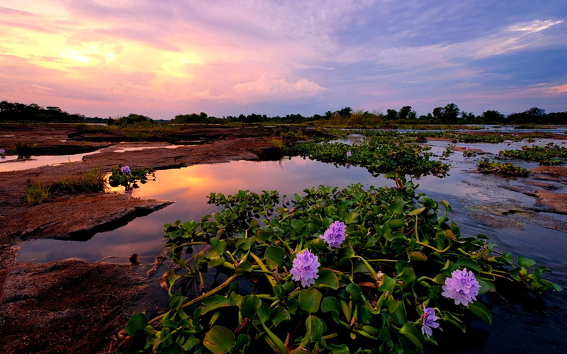 flowers, river, paul bruins photography, pink, flower, zimbabwe, nature and landscap, blossoms, nature, lotus, the zambezi, 1080P, africa, the river, petal