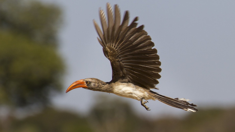 Zimbabwe, Birds, 1080P, Flight, Red-billed Hornbill, Hornbill