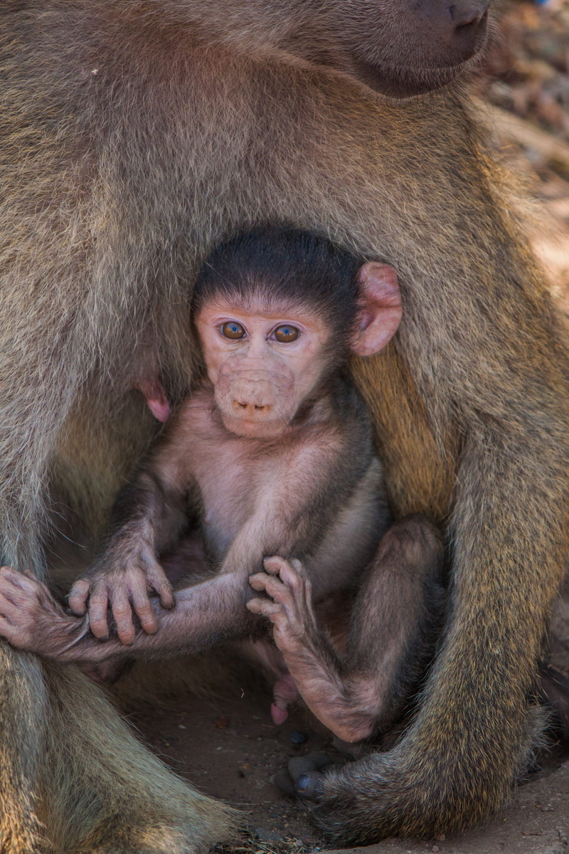zimbabwe, two animals, positive emotion, group of animals, portrait, sitting, outdoors, togetherness, mammal, female animal, no people, vertebrate, young animal