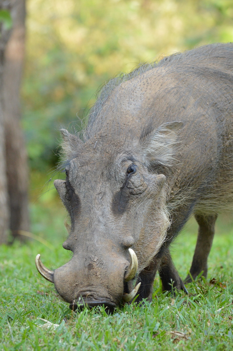 warthog, close-up, outdoors, animal themes, 5K, mammal, agriculture, grazing, victoria falls, day, nature, no people, animals in the wild, livestock, grass
