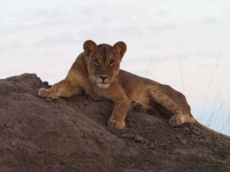 lion - feline, zimbabwe, feline, lioness, vertebrate, relaxation, bigfive, mammal, lion, female animal, animal, cat, animal themes, no people, nature, lion cub