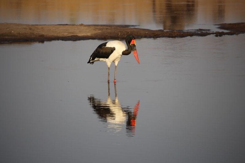 water bird, vertebrate, savannah, nature, animal wildlife, safari, saddle billed stork, no people, animal themes, africa, standing, animal neck, animals in the wild