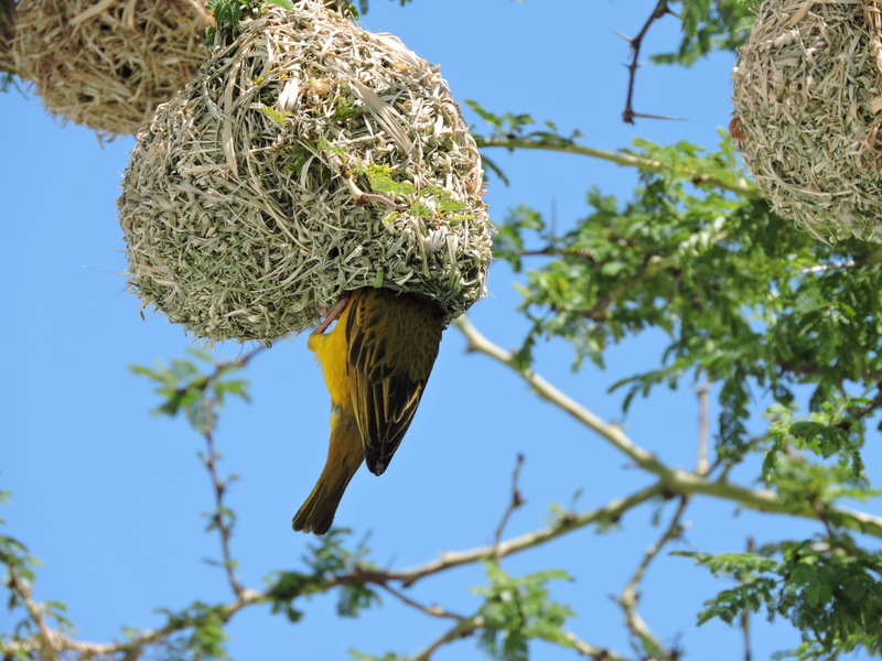 straw, fauna, nature, enter, fly, Bird, flock, Tree, branch, flying, national park, kruger, clear sky, Thorns, Nest, low angle view, animal, outdoor, wings