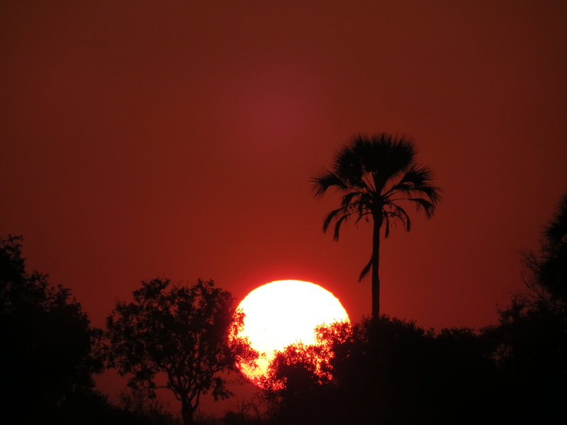 palm trees, tropical climate, tranquil scene, red, 4K, outdoors, africa, tropical tree, nature, beauty in nature, zimbabwe, no people, sunset, growth