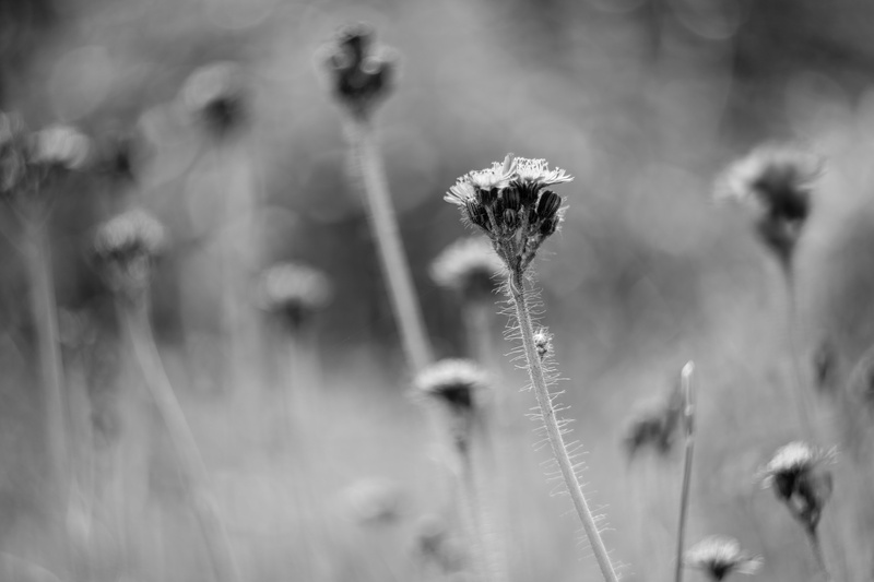 monochrom, screenshot, outdoors, bokeh, 5K, blumen, summer, detail, grass, The One, flower, black  white, beauty In Nature, poster, retro, leica  m10