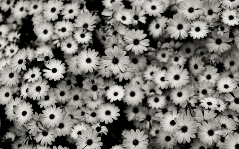 flower, black, 1080P, nature and landscapes, monochrome, mono, chrome, white, flowers