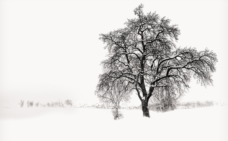 Winter, Black and White, whiteout, sketch, Cold, sky, winterday, no people, 5K, tranquil scene, White, snowing, bare tree, gray, Weather, beauty in nature