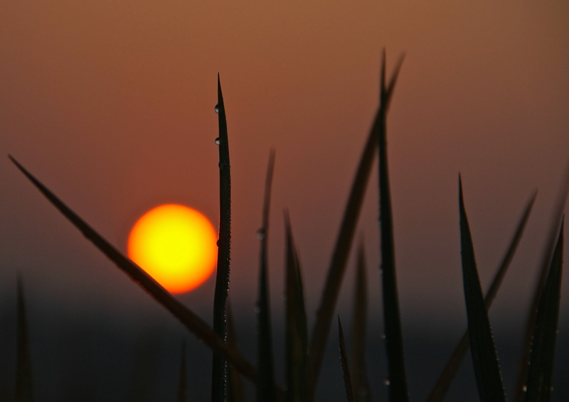 China, sunset, sun, morning, sunrise, grass, nature, silhouette, Hunan, autumn  leaf, plants, leaf, sunrise - Dawn, dusk, 2K, linear