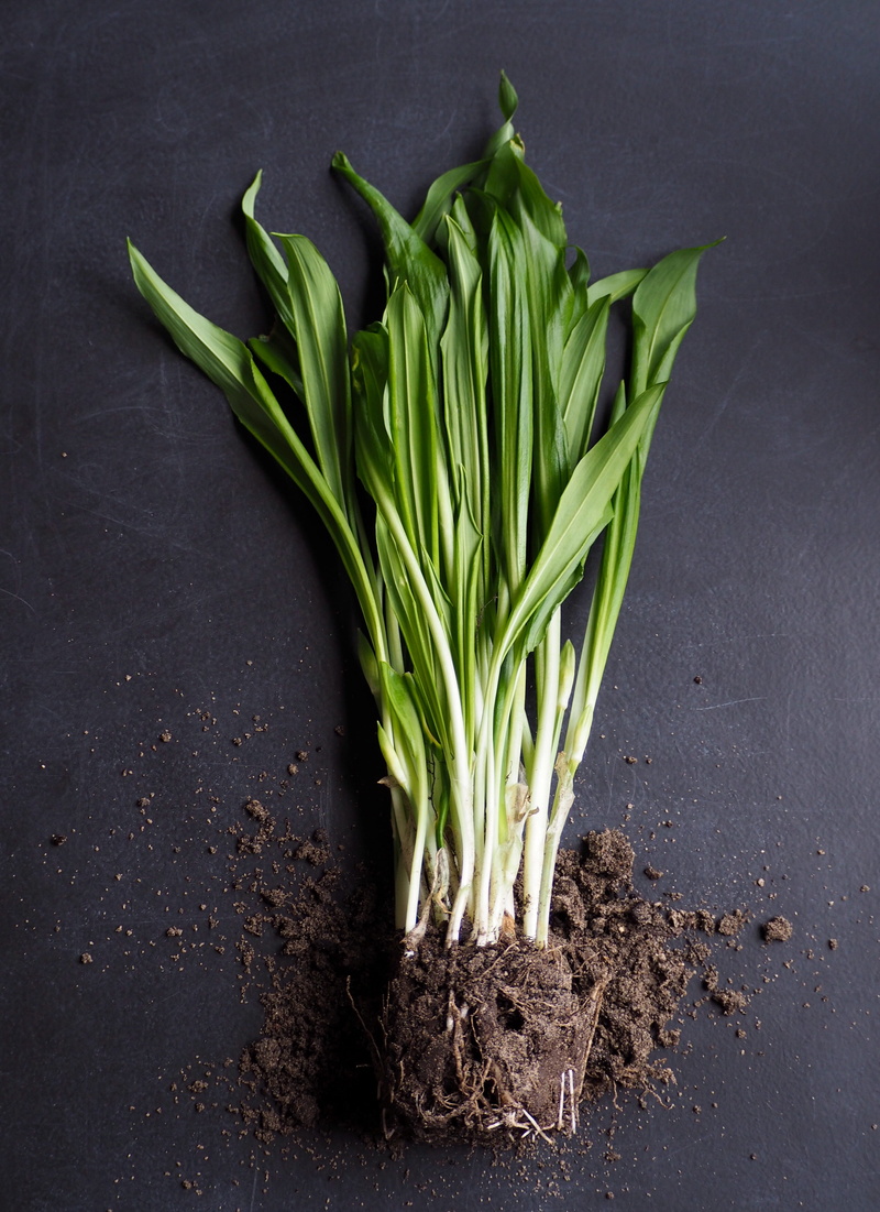 food, spring onion, raw food, plants, healthy eating, indoors, nature, ram, no people, green, eat, directly above, food and drink, plant part, leaf, from nature