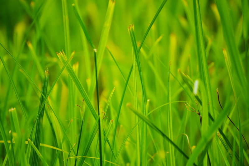 green Color, leafed, agriculture, lawn, macro, rural scene, blade of Grass, selective focus, springtime, close-up, vibrant Color, environment, farm, tranquility