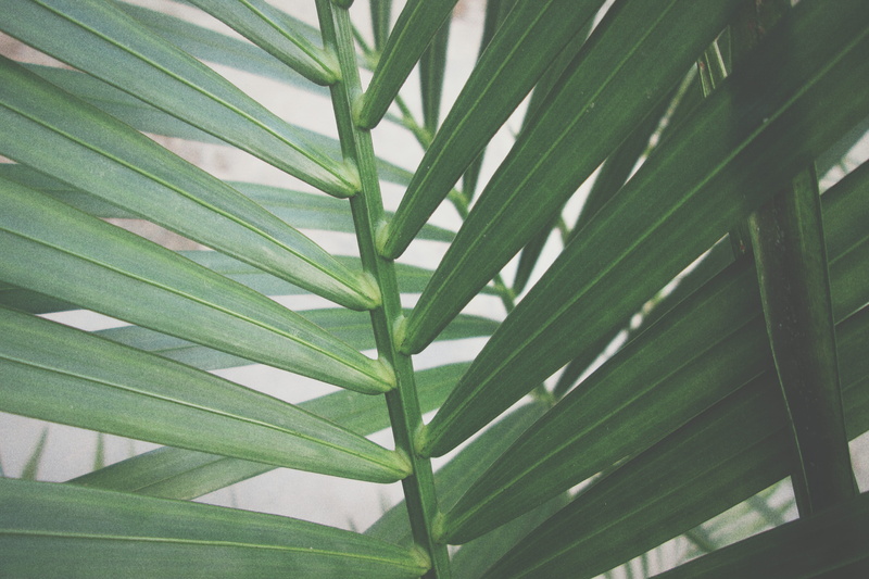 backgrounds, growth, freshness, nature, linear, green Color, outdoors, greenery, tropical Climate, beauty in nature, close-up, tree, green, botany, pattern