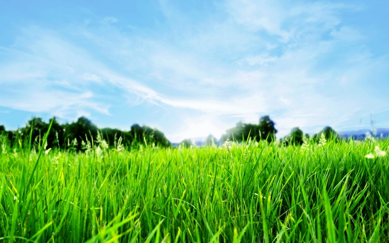 hd, green, leaf, horizon, nature, 2K, landscape, field, linear, grass