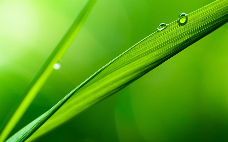summer, freshness, drops, beauty In Nature, morning, drop, rain, grass, blade of Grass, close-up, vulnerability, macro, environmental Conservation, green