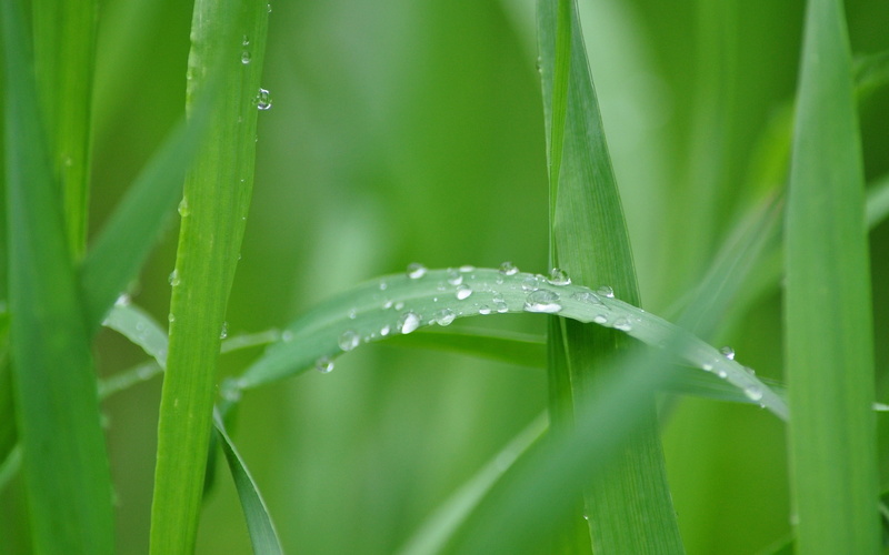 dew, plant part, purity, wet, vista, rainy season, drop, day, backgrounds, growth, greenery, lawn, leaf, blade of Grass, condensation, linear, grass, season