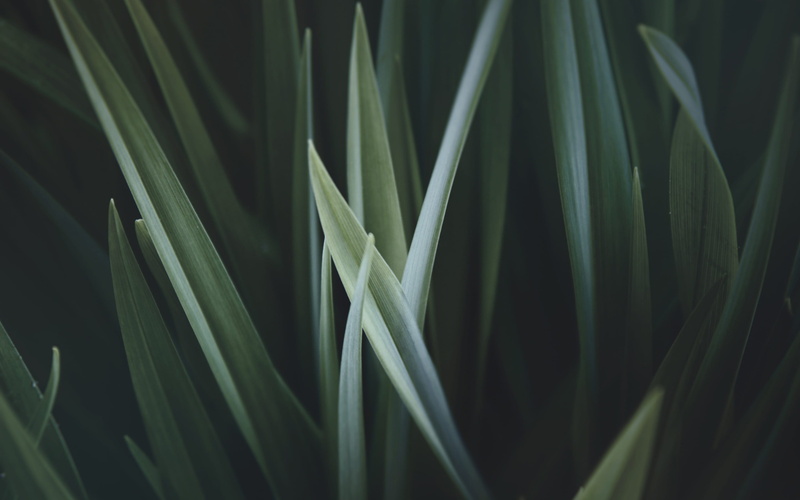 selective focus, full frame, greem, bamboo - plant, green, nature, focus on foreground, 2K, abstract, freshness, leaf, Leaves, growth, plant, photo, photography