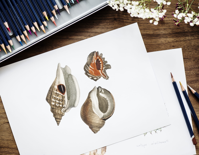 workplace, shells, top view, communication, marine, bright, stationery, pencil, set, book, three, wood, still life, pencils, hobby, group of objects, blank
