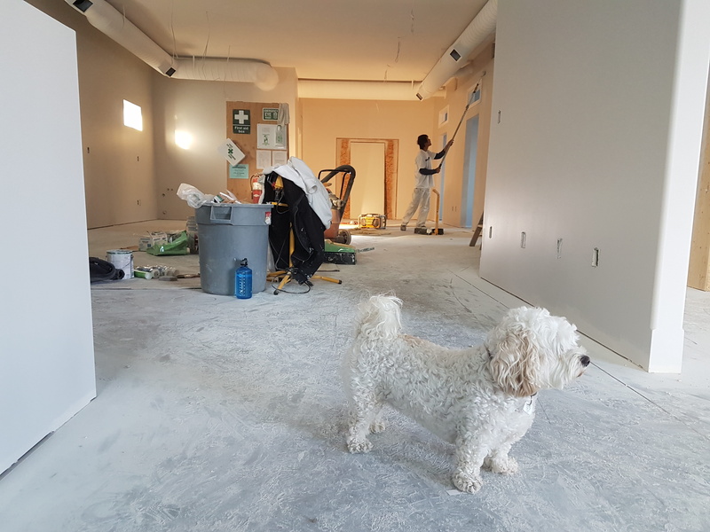 furry, door, blur, flooring, pets, room, apartment, home improvement, close-up, renovation, cute, close, breed, home interior, domestic room, built structure