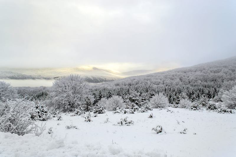 cold temperature, tree, covering, snow, land, sky, plant, tranquil scene, nature, beauty in nature, tranquility, winter, white color, landscape, lika, snowcapped mountain