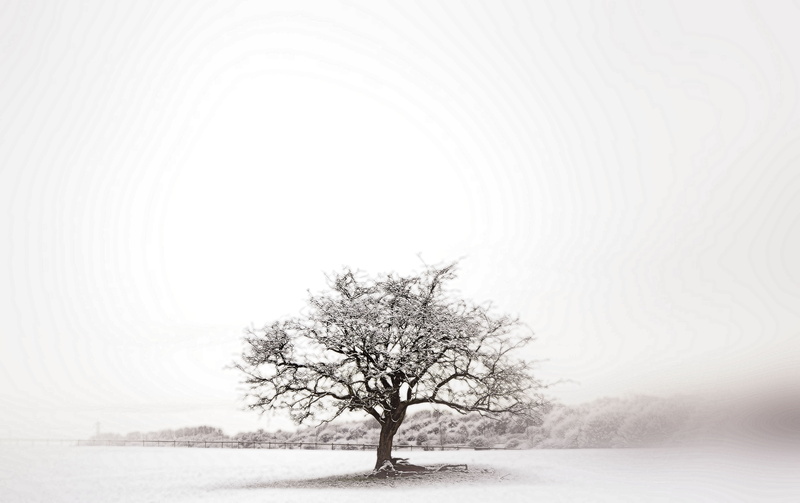 forest, bleak, I am, cold, branch, outdoors, season, white, individual, swinton, CJS, nature, sun, Manchester, 4K, winter, tree, snow, under the sun, nikkor