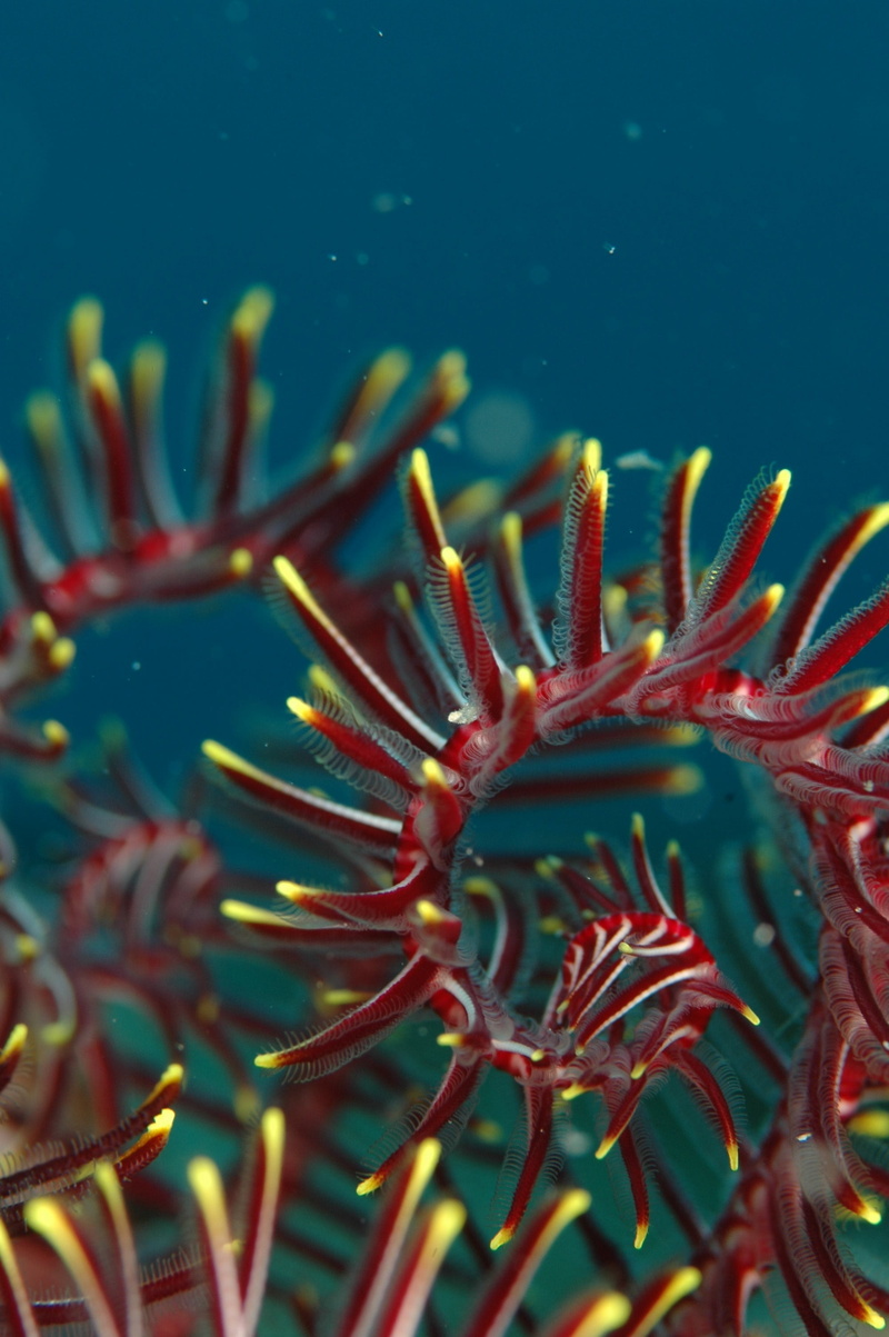 beauty in nature, no people, underwater, marine, corel lal, water, nature, undersea, reef, sea life, diving, animals in the wild, red, animal, one animal