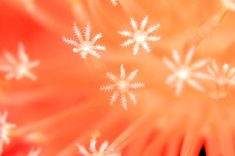 flower, soft focus, healthy eating, pattern, food, no people, healthcare and medicine, bright, fruit, corel lal, beauty in nature, sea, 2K, selective focus
