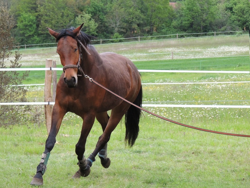lanyard, field, animal themes, day, livestock, domestic, pets, 1080P, ranch, grass, land, mammal, sport, trot, outdoors, animal, green color, nature, no people